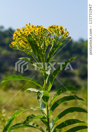 Senecio hydrophilus Nutt. wild yellow flowers, blooming weed plant in summer garden 115731947