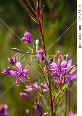 Pink Flowering Chamerion Dodonaei Alpine Willowherb Plant 115731950