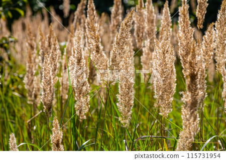 Inflorescence of wood small-reed Calamagrostis epigejos on a meadow Inflorescence of wood small-reed Calamagrostis epigejos on a meadow 115731954