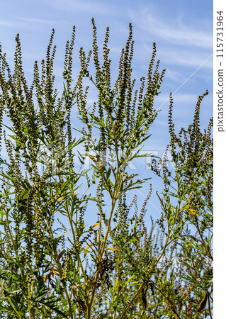 Ambrosia trifida, the giant ragweed, is a species of flowering plant in the family Asteraceae 115731964