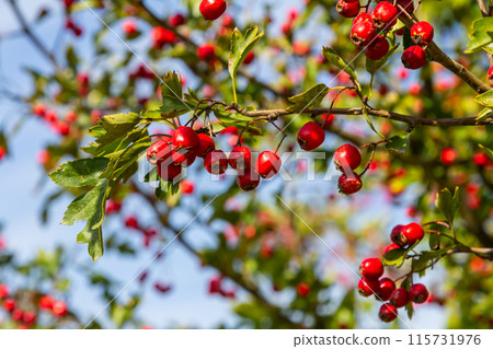 Hawthorn red berries grow on a bush Hawthorn red berries grow on a bush 115731976