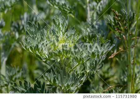 Silver green Wormwood leaves background. Artemisia absinthium, absinthe wormwood plant in herbal kitchen garden, close up, macro Silver green Wormwood leaves background. Artemisia absinthium, absinthe wormwood plant in herbal kitchen garden, close up, macro 115731980