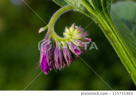 In the meadow, among wild herbs the comfrey Symphytum officinale is blooming In the meadow, among wild herbs the comfrey Symphytum officinale is blooming 115731983