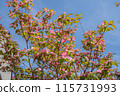 Hanamizuki that shines in the blue sky 115731993