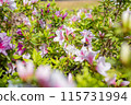 Landscape with azalea 115731994
