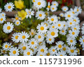 White Margaret 115731996