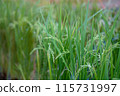 Rice wet with morning dew 115731997