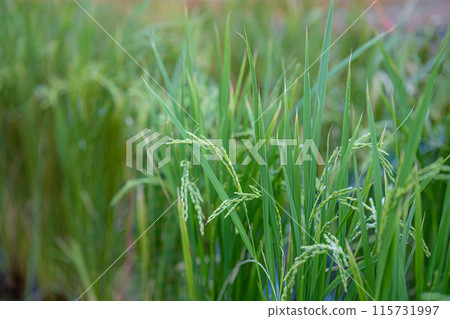 Rice wet with morning dew Rice wet with morning dew 115731997