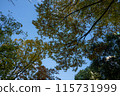 Looking up to the sky in the forest 115731999