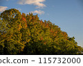 Trees stained in the sunset 115732000