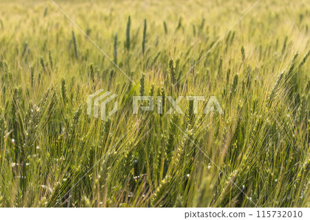 Green wheat field in the wind. Agriculture in Ukraine. Ears of wheat background. Summer harvest. Green rye field. Wheat field landscape. Green cereal plant. Beauty in nature. Green wheat field in the wind. Agriculture in Ukraine. Ears of wheat background. Summer harvest. Green rye field. Wheat field landscape. Green cereal plant. Beauty in nature. 115732010