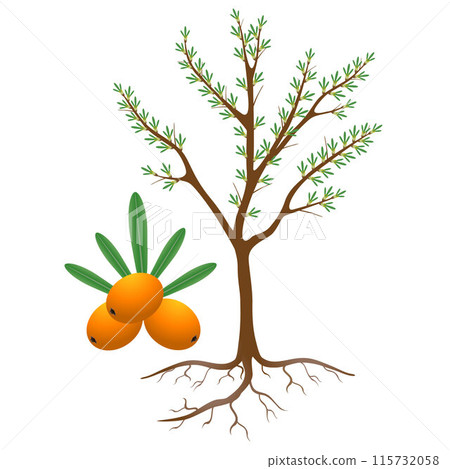 Flowering sea buckthorn plant with berries and roots. 115732058