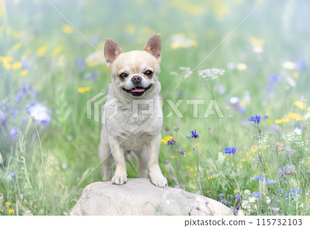 chihuahua in nature 115732103