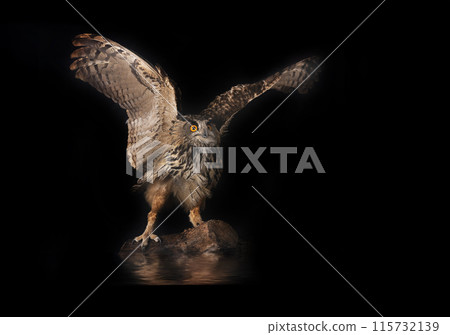 Eurasian eagle-owl in nature 115732139
