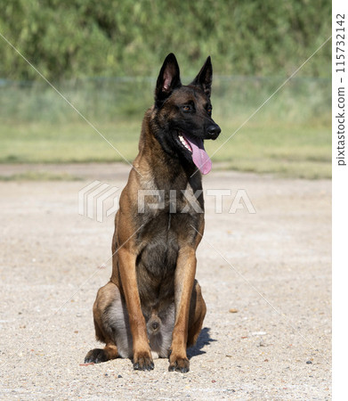 training of belgian shepherd 115732142
