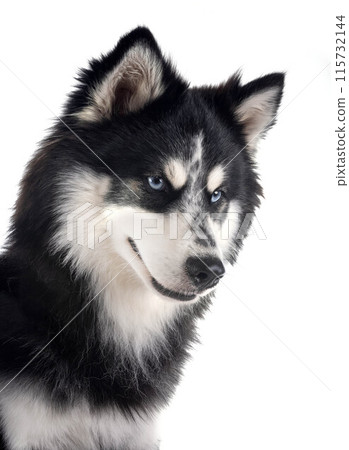 Pomsky in studio 115732144