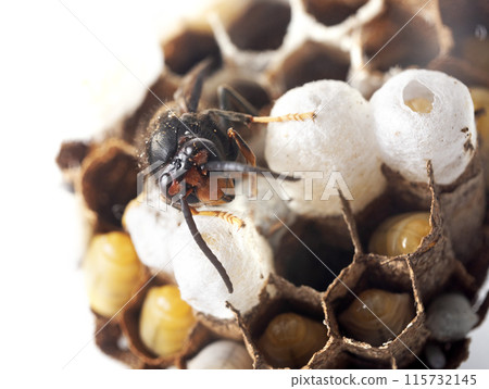 Asian hornet in studio 115732145