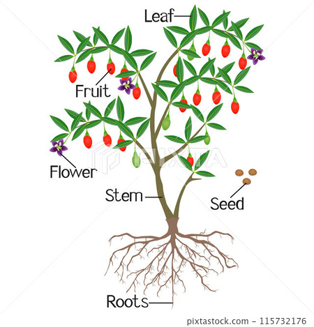 Parts of a goji berry plant on a white background. 115732176