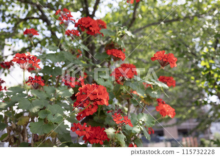 Red flower of geranium 115732228