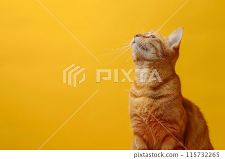 Enigmatic Cat Staring Up Against Color Enigmatic Cat Staring Up Against Color 115732265