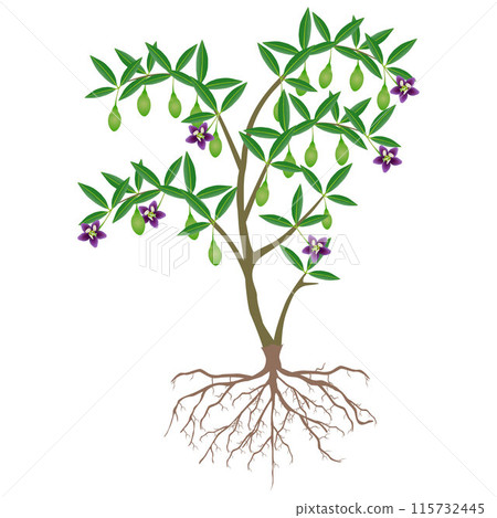 Goji berry plant with unripe fruit and flowers. 115732445