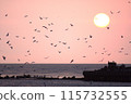 Sunset and seagulls at the Teshio River Estuary Training Dike [Photo taken in May in Teshio Town, Hokkaido] 115732555