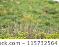 A Japanese bush warbler singing on a branch [Photo taken in northern Hokkaido, June] 115732564