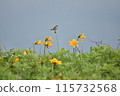A female stonechat and a yellow daylily flower [Photo taken in Hokkaido] 115732568