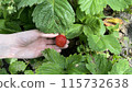 Picking ripe strawberries in the summer, girl collects red strawberries against a background of green leaves, harvesting in the summer 115732638