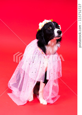 Happy black dog border collie portrait on yellow and red background 115732727