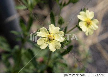 黃色委陵菜花 黃色委陵菜花 115732788