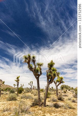 Joshua Tree National Park 115732996