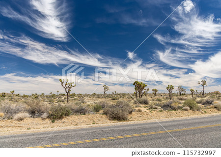 Joshua Tree National Park 115732997
