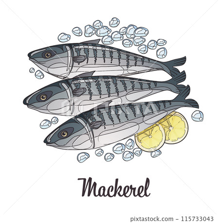 Frozen mackerel fish illustration. Cartoon vector fresh seafood sketch isolated on white background Frozen mackerel fish illustration. Cartoon vector fresh seafood sketch isolated on white background 115733043