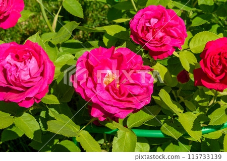 Symphony of roses Symphony of roses 115733139