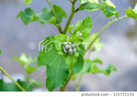 A bush of wild burdock with thorns above the water. 115733150
