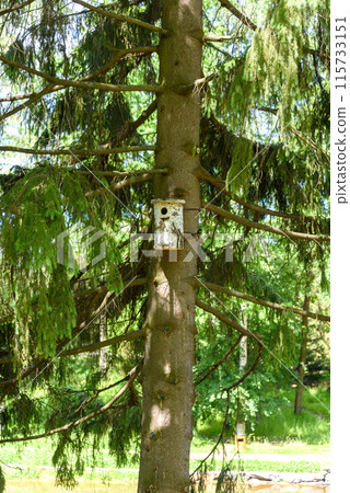 A birdhouse made of birch is tied to the trunk of a tall pine tree. 115733151