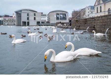 Flock of swan and duck swimming on Tjornin Lake Flock of swan and duck swimming on Tjornin Lake 115733243