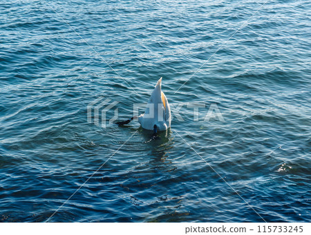 Goose diving into water to forage for food Goose diving into water to forage for food 115733245