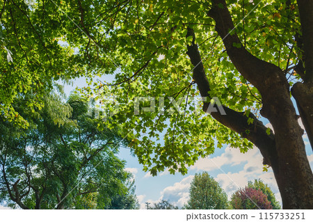 Green leaves color of Maple tree branch growing in public park and blue sky on sunny day 115733251