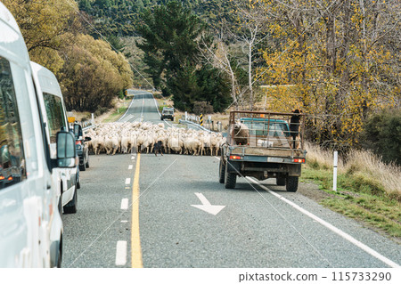 Shepherd herding sheep into stall after releasing them to graze in rural field Shepherd herding sheep into stall after releasing them to graze in rural field 115733290