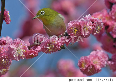 A white-eye has come to the red plum blossoms in full bloom (spring image) (heartwarming image) A white-eye has come to the red plum blossoms in full bloom (spring image) (heartwarming image) 115733415