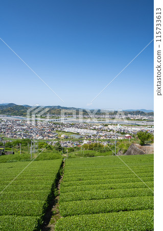 Shimada cityscape and tea plantations (Shizuoka Prefecture) Shimada cityscape and tea plantations (Shizuoka Prefecture) 115733613