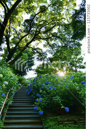 Stairs with hydrangea Stairs with hydrangea 115735002