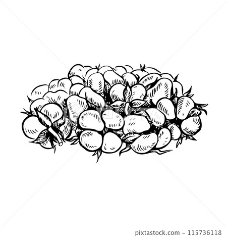The cotton is organic. Black and white, detailed, graphic, vector illustration in the form of a bunch of cotton boxes. A handful of Ripe, fluffy cotton. Isolate, hand-drawn on a white background. The cotton is organic. Black and white, detailed, graphic, vector illustration in the form of a bunch of cotton boxes. A handful of Ripe, fluffy cotton. Isolate, hand-drawn on a white background. 115736118