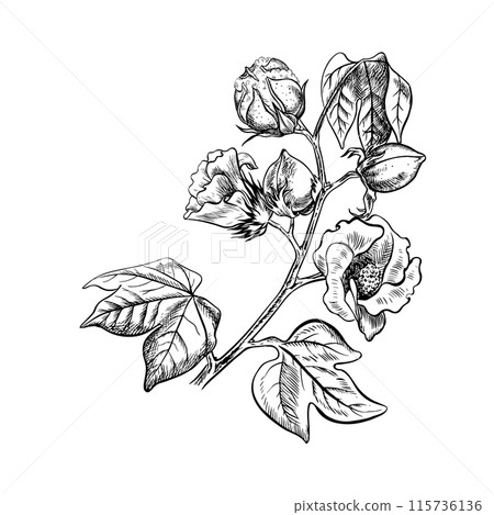 The cotton is organic. A branch of unripe cotton with flowers, emphasizing the botanical features. Black and white, detailed, graphic, vector illustration. Isolate, hand-drawn on a white background. 115736136