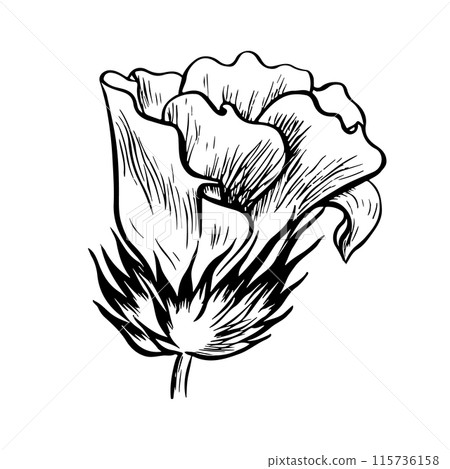 Cotton flower. Vector graphic illustration drawn by hand. A high-quality black and white image of a blooming flower, ideal for creating creative designs and artwork. Isolate on a white background. Cotton flower. Vector graphic illustration drawn by hand. A high-quality black and white image of a blooming flower, ideal for creating creative designs and artwork. Isolate on a white background. 115736158