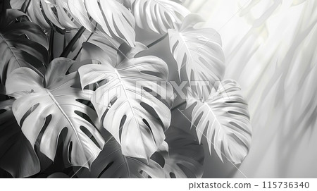 White monstera leaves arranged aesthetically on a white background. 115736340