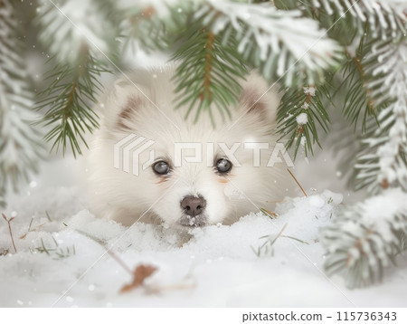 Pomeranian Spitz Puppy in Snow under Pine Tree Pomeranian Spitz Puppy in Snow under Pine Tree 115736343