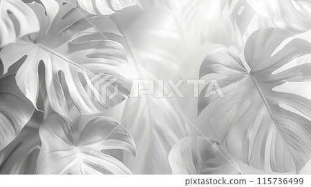 White monstera leaves arranged aesthetically on a white background. 115736499